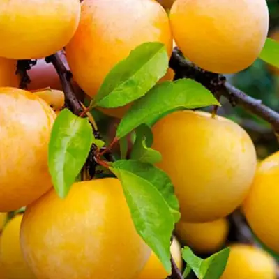 Слива МЕДОВАЯ ЖЁЛТАЯ в Гродно