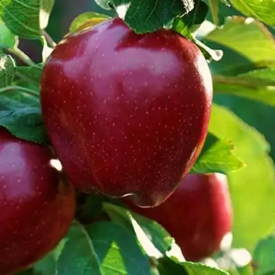 Яблоня РЕД ЧИФ в Гродно