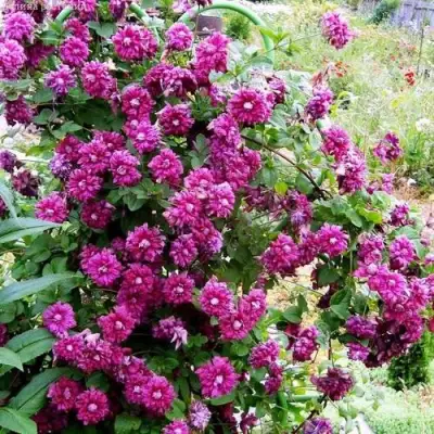 Клематис ПУРПУРЕА ПЛЕНА ЭЛЕГАНС в Гродно