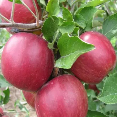 Яблоня МОСКОВСКОЕ ОЖЕРЕЛЬЕ колонновидная в Гродно