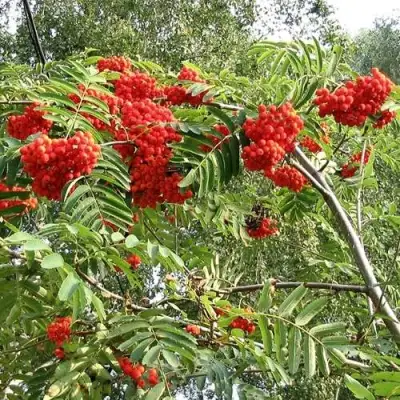 Рябина САХАРНАЯ ПЕТРОВА сладкоплодная в Гродно