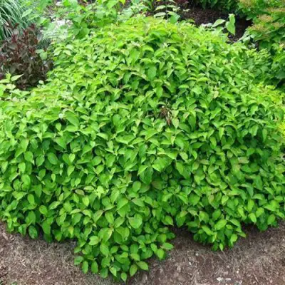 Дерен КЕЛСЕИ шелковистый  в Гродно