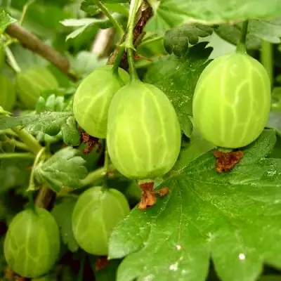 Крыжовник МАЛАХИТ в Гродно