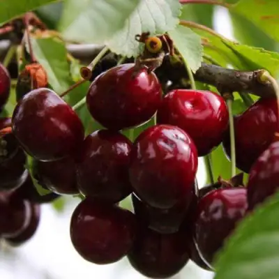 Вишня НОВОДВОРСКАЯ в Гродно