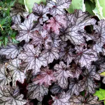 Гейхера ШУГА ФРОСТИНГ в Гродно