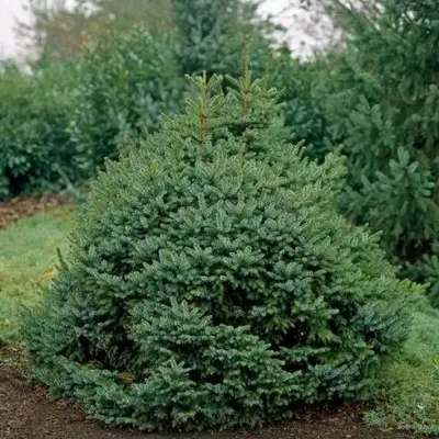 Ель НАНА сербская в Гродно