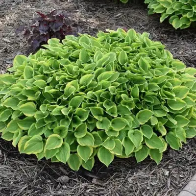 Хоста ГОЛДЕН ТИАРА в Гродно