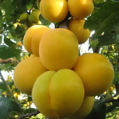 Слива ЛОДВА в Гродно