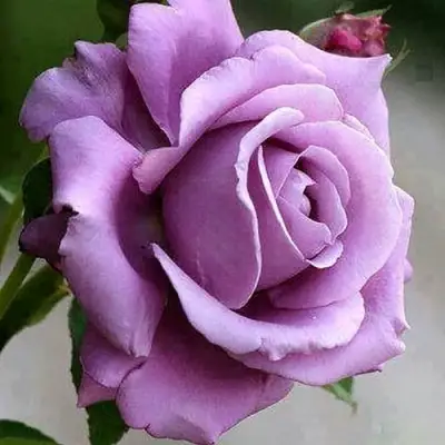 Роза МАЙЗЕР чайно-гибридная в Гродно