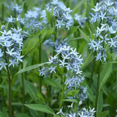 Амсония иволистная в Гродно