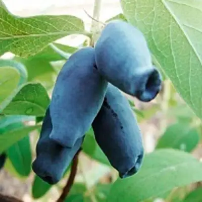 Жимолость съедобная АМФОРА в Гродно