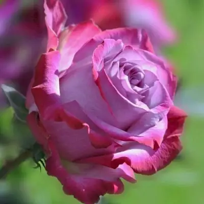 Роза ДИП ВОТЕР чайно-гибридная в Гродно