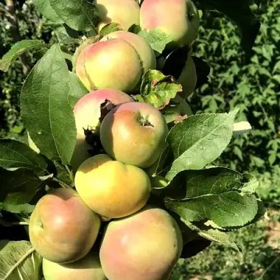 Яблоня ПРИОКСКОЕ колонновидная в Гродно