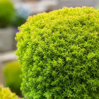 Туя АННИЕК западная в Гродно