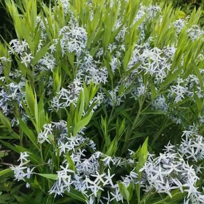 Амсония иволистная в Гродно