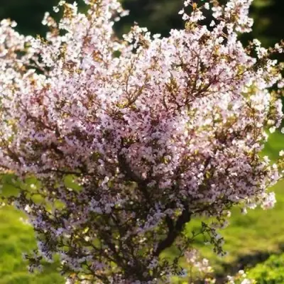 Сакура КОЙО НО МАЙ в Гродно