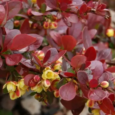 Барбарис КАРМЕН тунберга в Гродно