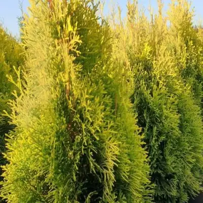 Туя ГОЛДЕН СМАРАГД западная в Гродно