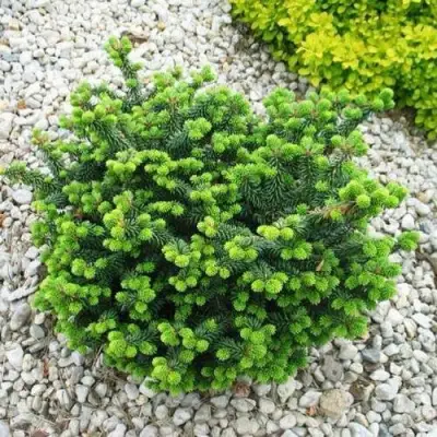 Пихта НАНА бальзамическая в Гродно