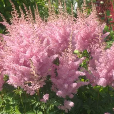 Астильба ЭДЕНС ОДИССЕЙ Арендса в Гродно