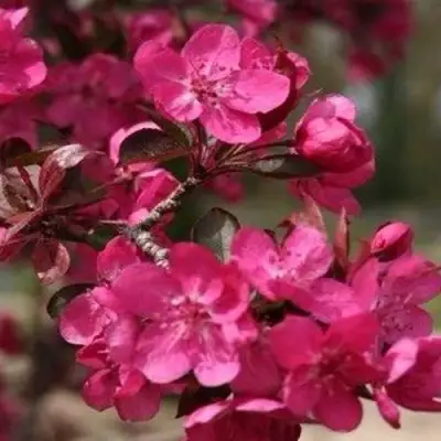 Яблоня РЕД КЕТТИ в Гродно