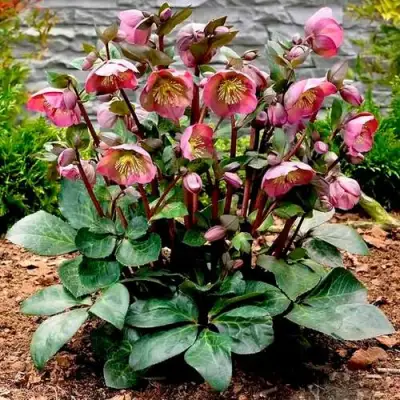 Морозник ВОСТОЧНЫЙ в Гродно