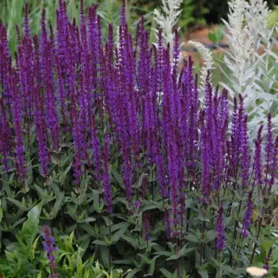 Шалфей КАРАДОНА в Гродно