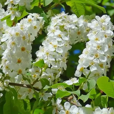 Черемуха ЧАЙКА в Гродно