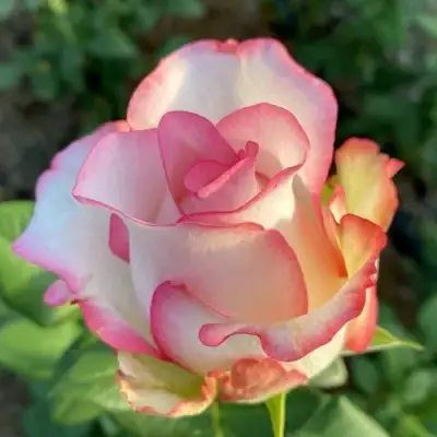 саженцы розы Джумилия