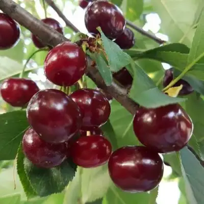 Дюк СЛАВЯНКА в Гродно