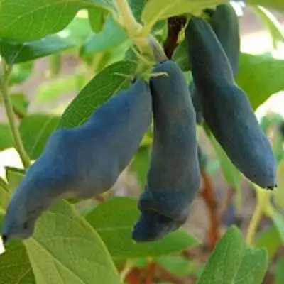 Жимолость съедобная НИМФА (ГАММА) в Гродно