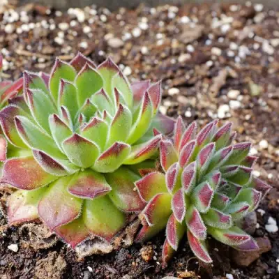 Молодило РУССКОЕ в Гродно