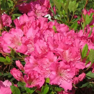 Азалия КИРСТИН японская в Гродно