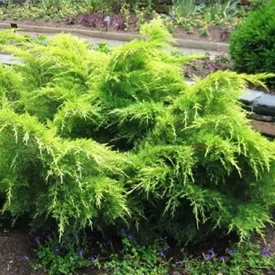 Можжевельник ГОЛД КОСТ средний в Гродно