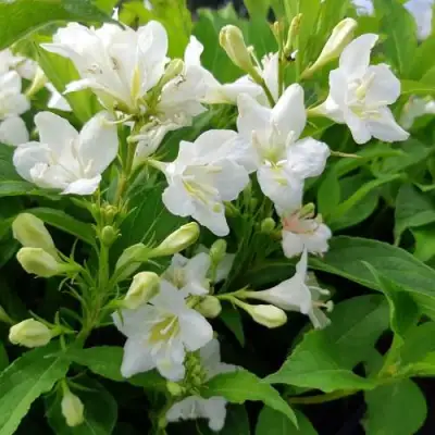 Вейгела БРИСТОЛЬСКАЯ СНЕЖИНКА в Гродно