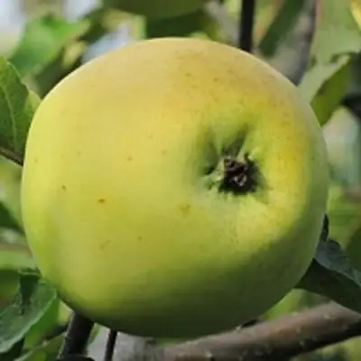 Яблоня РОССИЯНКА в Гродно