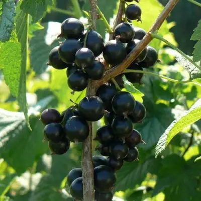 Смородина черная ВОЛОГДА в Гродно