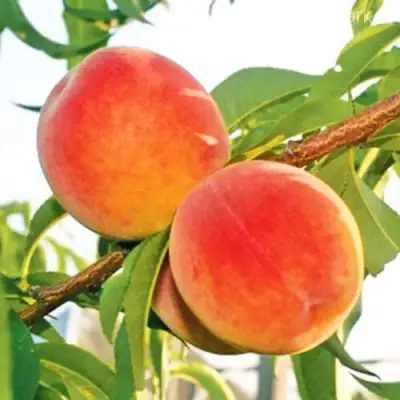 Персик ОНТАРИО в Гродно