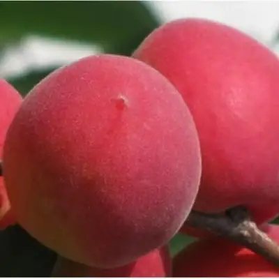 Абрикос РУБИН в Гродно