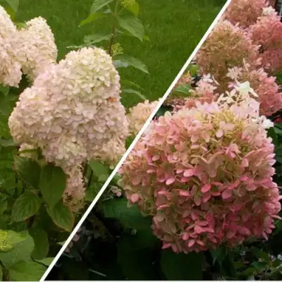 Комплект НЕЖНЫЕ ЧУВСТВА в Гродно