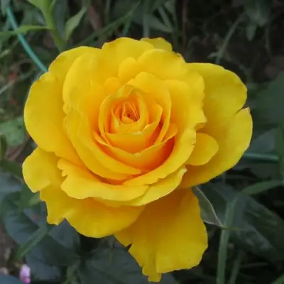 Роза КЕРИО чайно-гибридная в Гродно