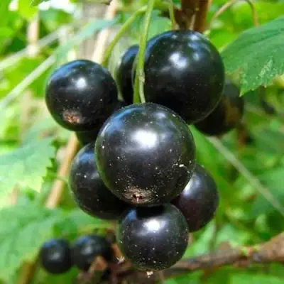 Смородина чёрная ЛЕНТЯЙ в Гродно