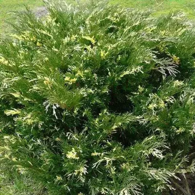 Можжевельник АНДОРА ВАРИЕГАТА горизонтальный  в Гродно