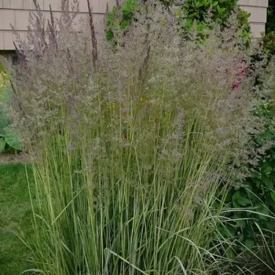 Вейник АВАЛАНШ остроцветковый в Гродно