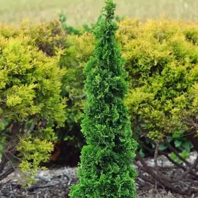 Туя СПИРАЛИС МИНИ западная в Гродно