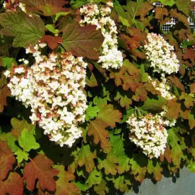 Гортензия БЛЭК ПОРШ дуболистная в Гродно