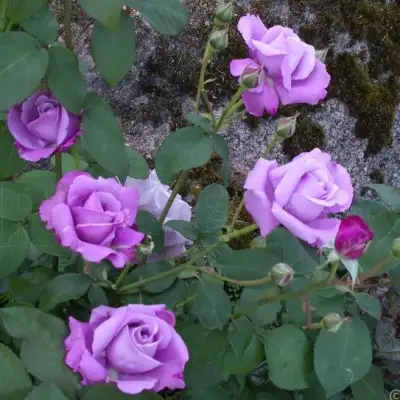 Роза СИЛЬВЕР СТАР чайно-гибридная в Гродно