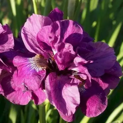 Ирис БАНДЛ ОВ ДЖОЙ сибирский в Гродно