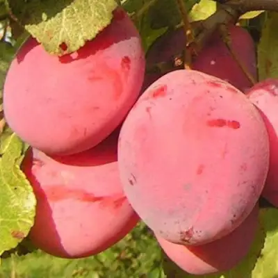 Слива ФАВОРИТЕ ДЕ СУЛТАНО в Гродно