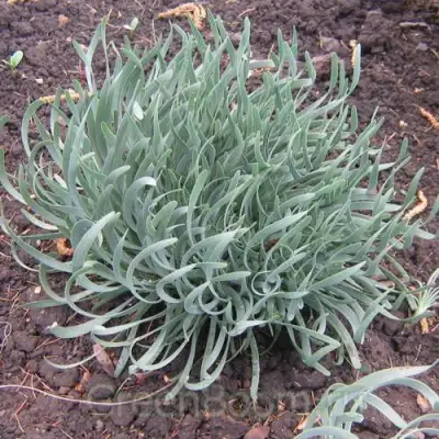 Лук СПИРАЛИС горный в Гродно